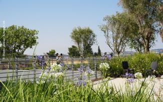 Roof garden with trees and agapanthus flowers